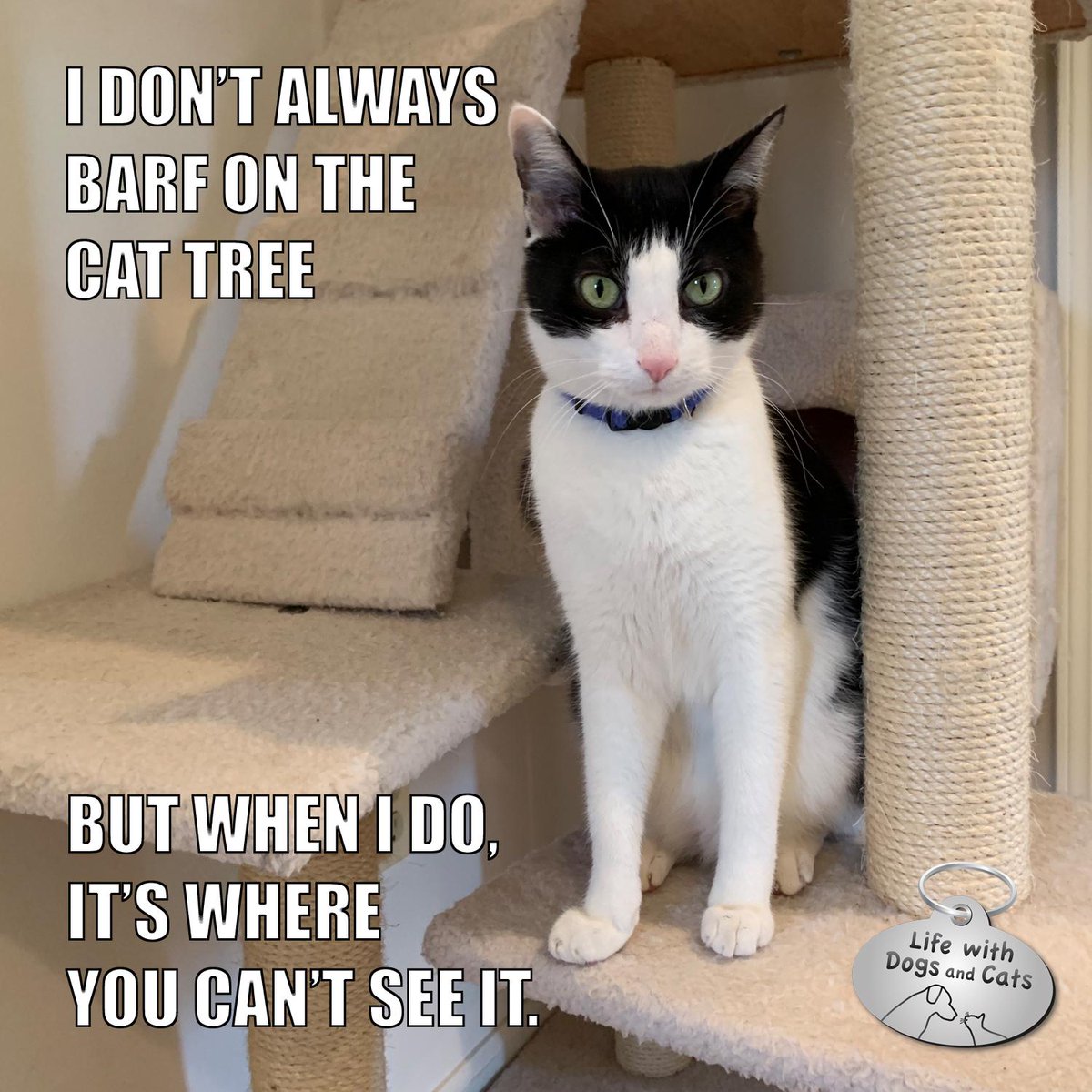 CalvinTKatz's tweet photo. I don't always barf on the cat tree. But when I do, it's where you can't see it.  #CalvinTKatz #TheMostInterestingCatInTheWorld #StayComfy, my friend https://t.co/YAKmi0tINH