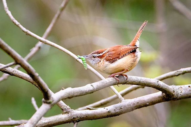 HumanotExplorer's tweet photo. A Carolina Wren. #birdsofinstagram #wren #naturephotography #birdphotography #bird #fujifilmxt2 #fujifilm #bluewingedwarbler  #pelee #migration #allaboutbirds #carolinawren https://t.co/P3iNR8DHnE https://t.co/tgwWH7hqC8