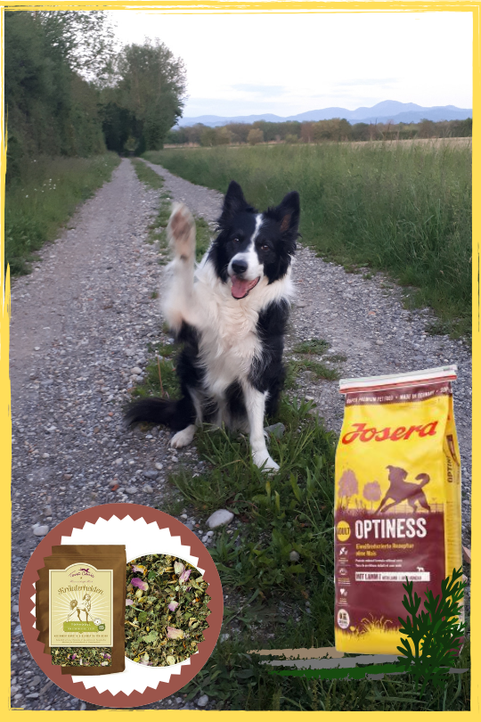 thierrydogs's tweet photo. Salut les copains. Moi c'est Duke,  11 ans 
toujours en forme pour des balades avec ma copine Iska, des parties de jeu et des repas au petits oignons ! #Platinum  #TerraCanis  😉 A fond la forme !!! https://t.co/taN5qHXFlh