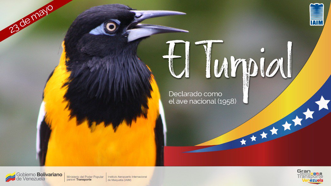 IAIM_VE's tweet photo. #EfeméridesIAIM🗓 || Hace 61 años #23May fue declarado “El Turpial” como Ave Nacional de Venezuela, tras un concurso promovido por la Sociedad Venezolana de Ciencias, forma parte de nuestros símbolos Nacionales.
__
@NicolasMaduro https://t.co/RKA6ZcJtWB