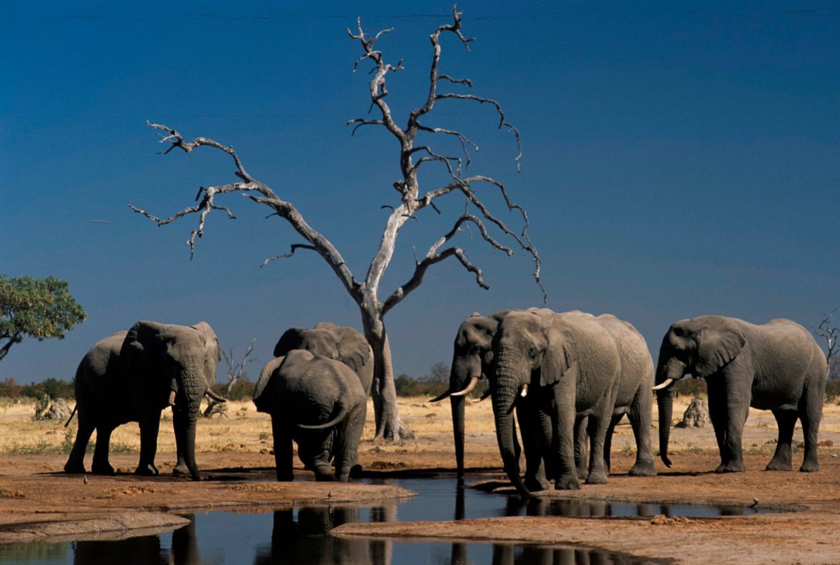 BellaLack's tweet photo. Botswana has now officially lifted the ban on elephant hunting!

I’m not going to pretend that elephant populations in Botswana are dwindling, because they’re not, but that doesn’t alter the immorality and cruelty of this. An elephant’s intelligence could exceed that of humans... https://t.co/BO2Ok8EY9J