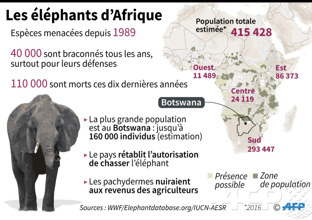 afpfr's tweet photo. Graphique sur la population d'éléphants en Afrique et au Botswana, qui lève l'interdiction de les chasser #AFP https://t.co/H9UFGq71j6