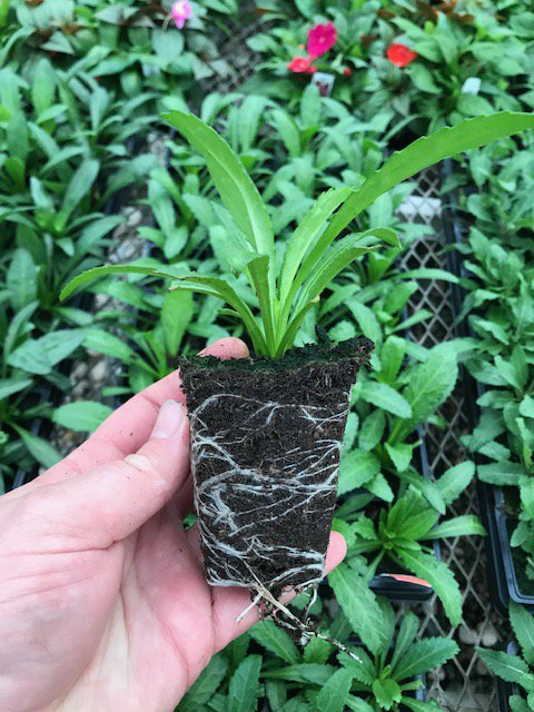 GrowBasewell's tweet photo. From @Gulleygh: "By using Basewell Perennials, we were able to cut 4-6 weeks off our overall crop timing and eliminate a transplant step. Basewell Perennials will no doubt affect our bottom line by increasing efficiency and eliminating labor costs."

https://t.co/KyLAOQZRxM https://t.co/uz5sQL8JKW