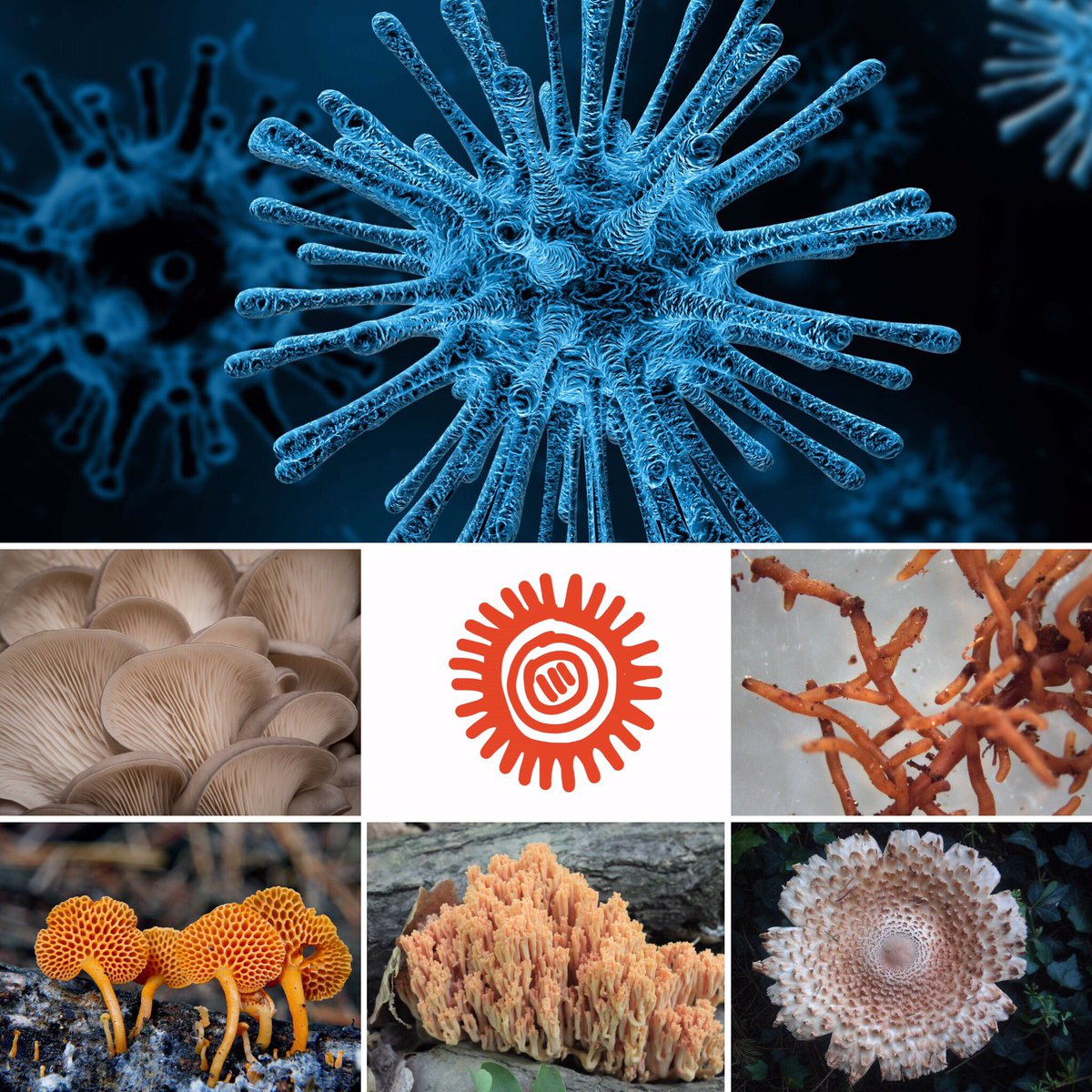 WildFrontierist's tweet photo. Our eco-lab has been working on some extraordinary research in the fungi and bacteria space. Mycosphere Technology aims to disrupt a couple of markets with innovative bacteria and fungi innovations ๐ #innovation #mycosphere #mycospheretech #fungi #bacteria #extraordinary https://t.co/u62k0Rdb6o