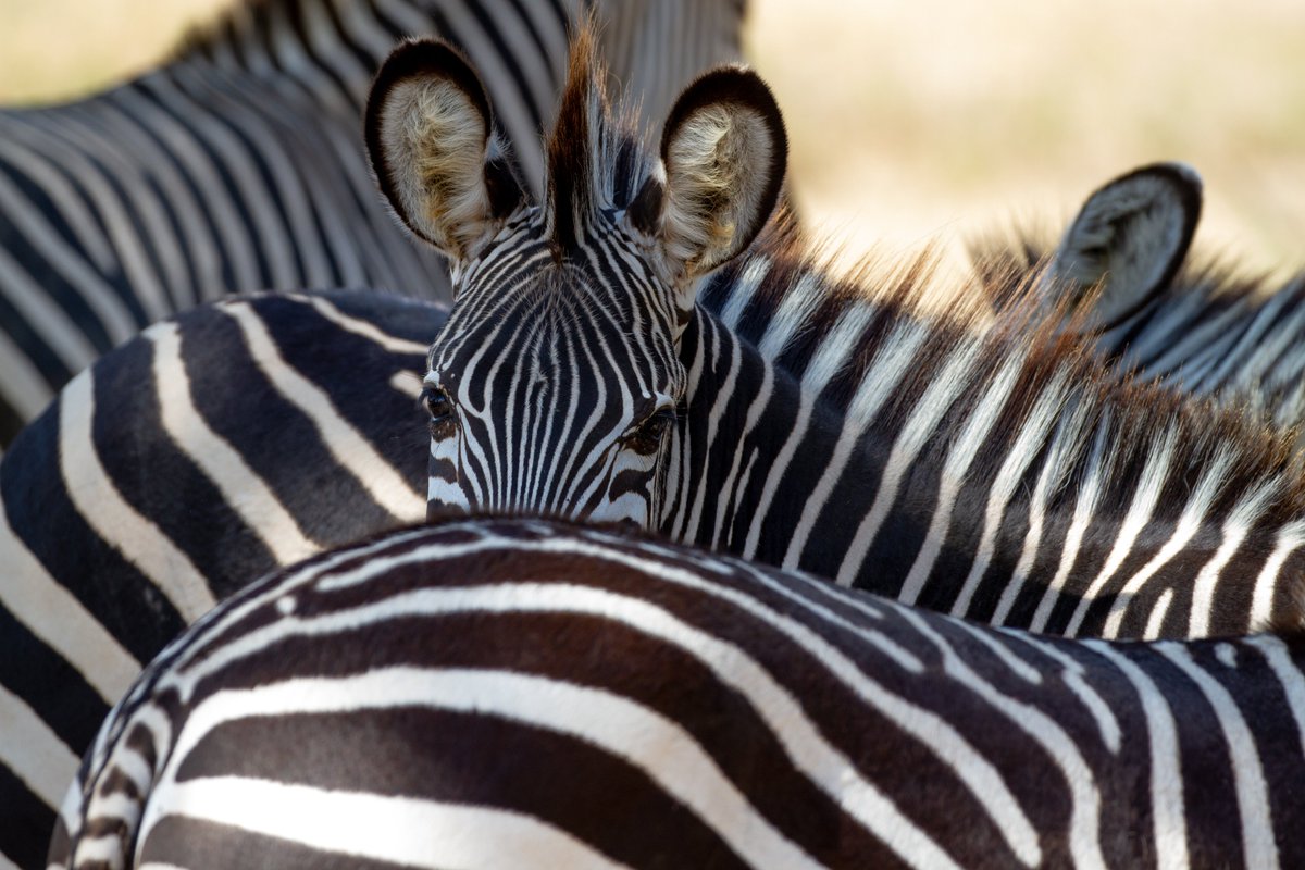 AfSafCo's tweet photo. Peek-a-boo !! A dazzle of Zebras.  Such beautiful creatures #afsafco #zambia @trackandtrailriverlodge #southluangwanationalpark #splendid_animals #animals_captures #animal_fanatics #animalelite #animal_sultans #wildlifephotography #wildlifephoto #wildlifelovers #earthfocus https://t.co/Hddvv8UNb8