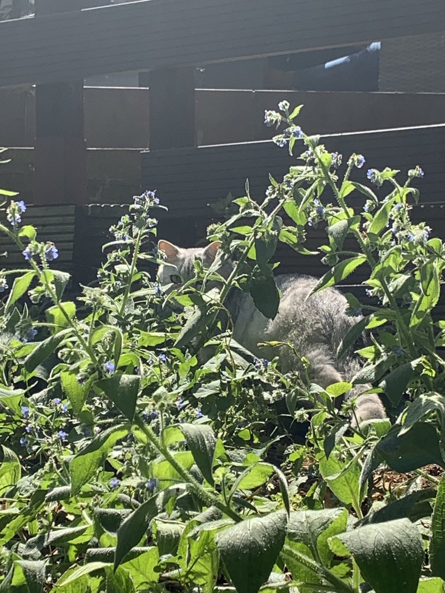 Dax_Cat's tweet image. Can you spot me furpals?? #CatsOfTwitter enjoying some outdoor sun in the garden x