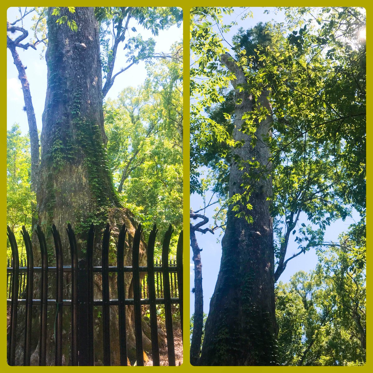 OsbornFamHikes's tweet image. This #baldcypress tree is called #ladyliberty and she’s MASSIVE!!! The pictures do her no justice! #bigtreepark #longwoodflorida