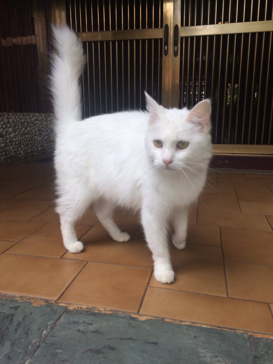 elyelyrodriguez's tweet photo. La señora que limpia en mi edificio es la mamá de esta gatita de 8 años de edad, nos dice que ya no puede cuidarla más 💔está esterilizada sabe ir a su caja de arena y es muy cariñosa y dulce, si puedes y quieres darle un hogar no te arrepentirás 🙏🏼 @PlanetaCafe  @diarioadopta https://t.co/sROrEoxDOS