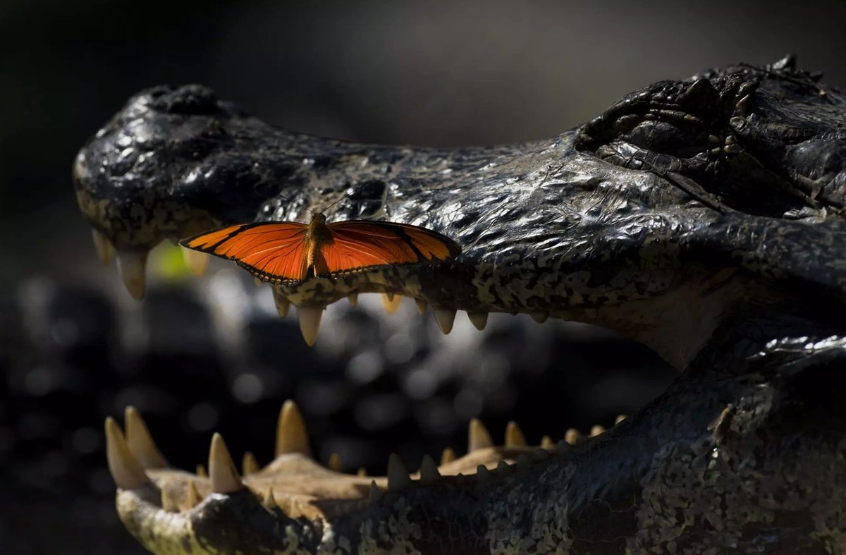гребнистый крокодил арт. черный крокодил. шевроле блейзер 1996 144л. крокодил аллигатор кайман. миссисипский аллигатор.