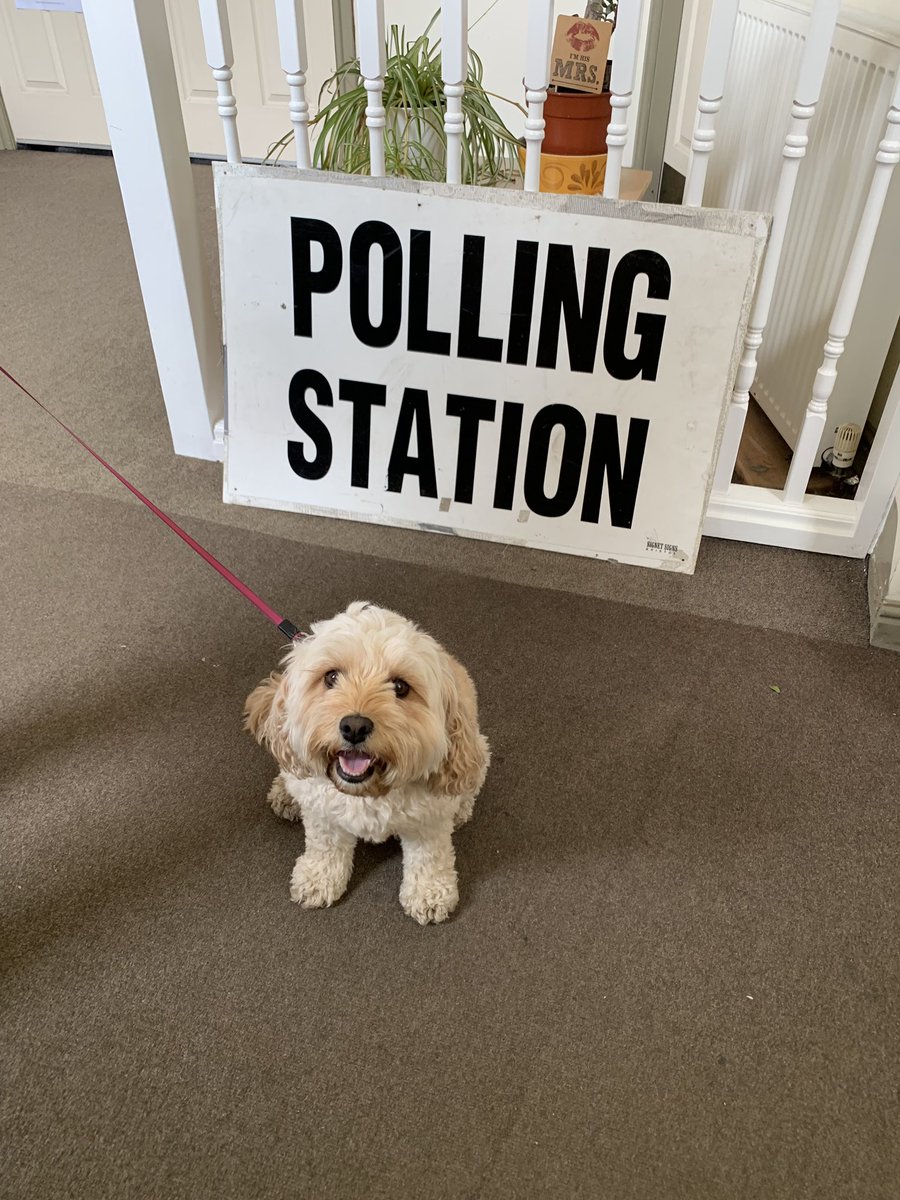 jhcav's tweet photo. #DogsAtPollingStations https://t.co/r7iab3S3jy