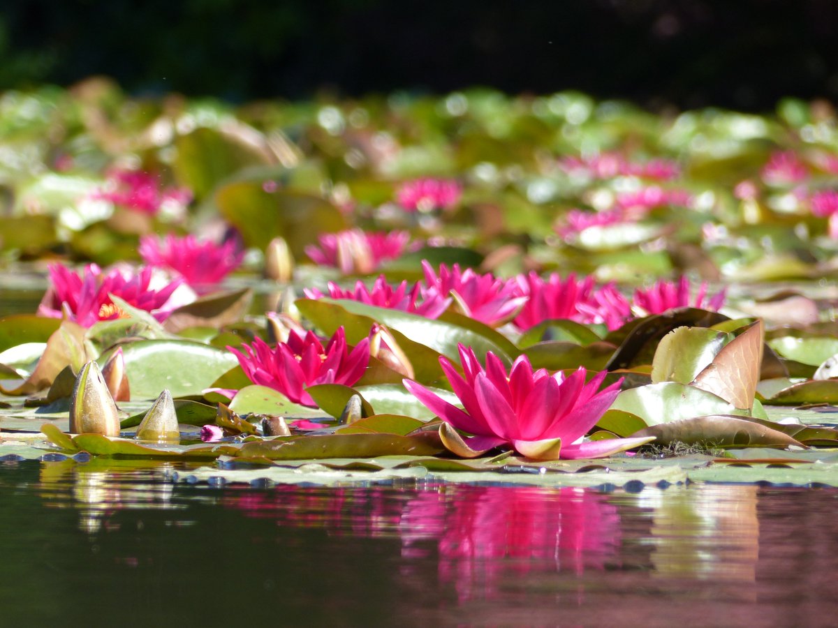 Waterlily Festival returns to Sheffield Park &amp; Garden 8 June –14 July. Lots happening, events and workships, more info here  nationaltrust.org.uk/sheffield-park…