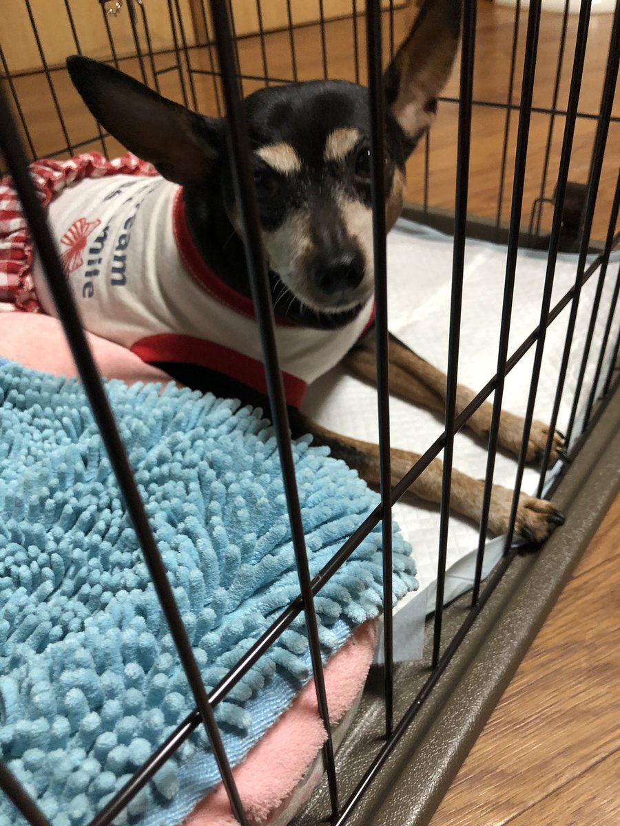 minipinmd's tweet photo. ミルキーが手術をすることになったので、安静の為に新しくサークル買いました！
ディーンのベッド置いてるから、ディーンが中で落ち着くという...😅
#ミニピン #犬 https://t.co/paudgirKIm