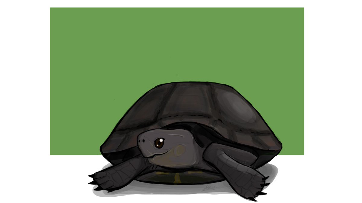 Diictodom's tweet image. Hide your lettuce, because today's World Turtle Day!

Below is one of my favourite turtle, the Black Marsh Turtle, which is known for it's "smile"! #WorldTurtleDay