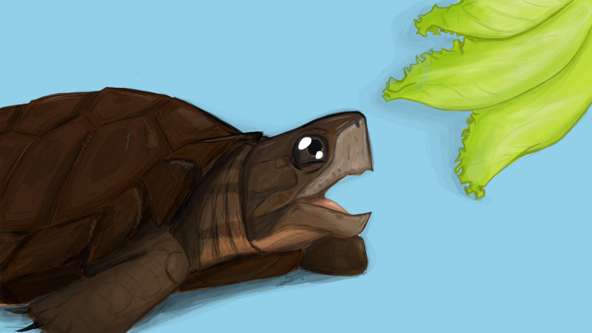 Diictodom's tweet image. Another turtle drawing for #WorldTurtleDay ! 

This is based on my late pet Asian Leaf Turtle, who died last month due to old age, may he rest in a heaven full of lettuce