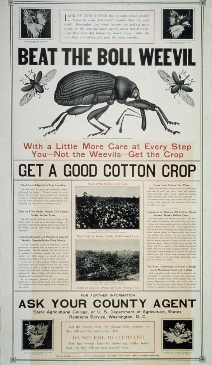 "Beat the boll weevil - Get a Good Cotton Crop"Food Administration Educational Division advertisement, c. 1917–19
