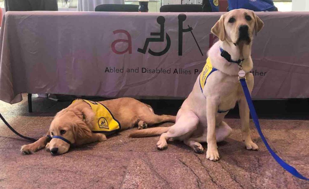 AEPnews's tweet photo. We were doggone lucky to have @BuckeyeNbc4 &amp; his buddy, Iowa, visit HQ to raise awareness &amp; educate about AEP's ADAPT employee resource group. They brightened everyone's day &amp; helped spread ADAPT's message of understanding &amp; inclusion of people with disabilities #AEPJobs 🐶 😊 https://t.co/nVM8RarBs3