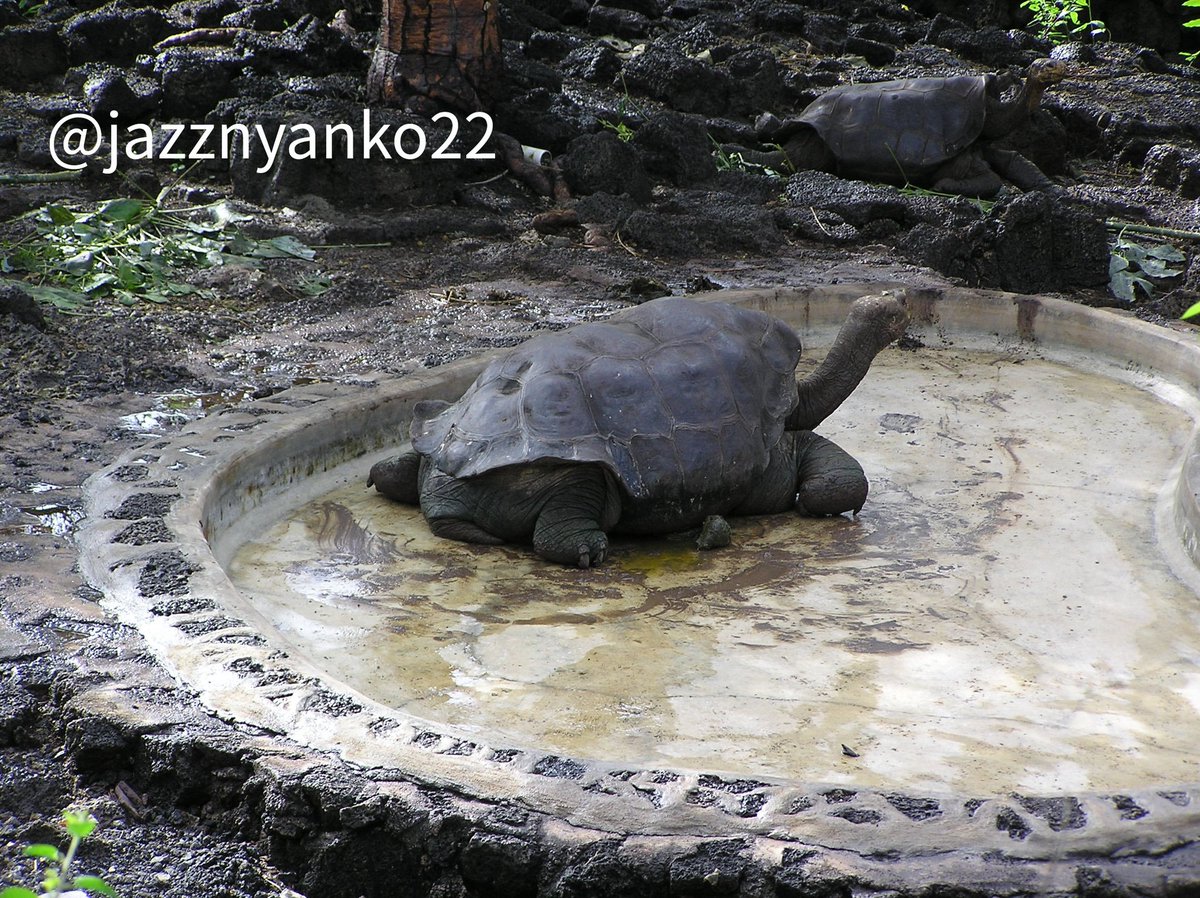 ロンサムジョージ Twitter Search Twitter