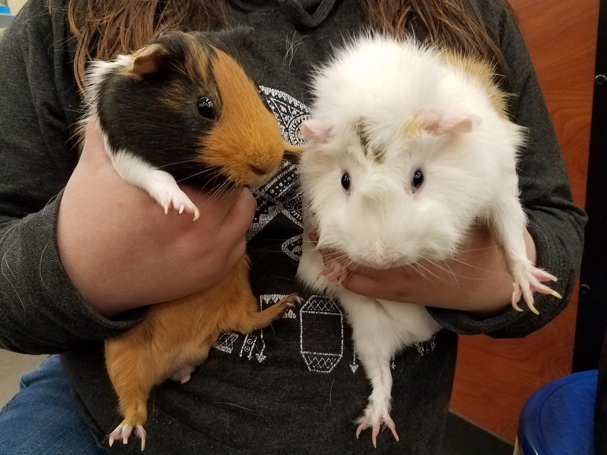 cprRescue's tweet photo. Want the perfect first pets for your children?  Adopt Gonzo &amp; Albert!  These two healthy, friendly Guinea Pigs love to be held!  They like to munch on veggies and have the cutest squeaks!  Adopt them with or without their cage &amp; supplies today!  #adoptguineapigs, #savelives https://t.co/dM5QAlB8Hj