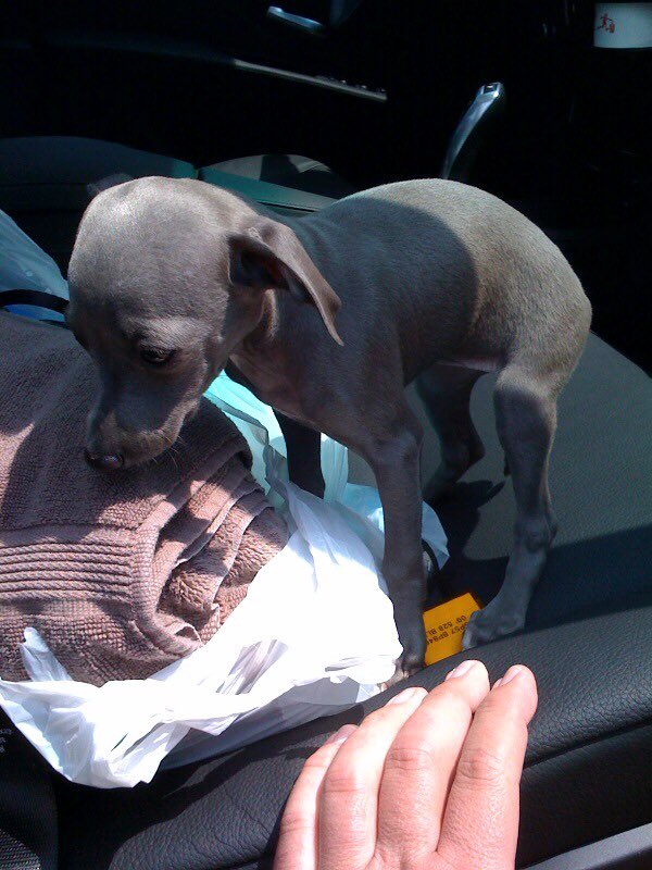Happy Gotcha Day to me! 5/23/2009 <a href="/RemydogIG/">Mr. Maddox McClain</a> <a href="/DaisyTheGrey/">TwirlyTwyla 🌪</a> @GreyhoundMickey <a href="/Emmett_dog/">Ike 🐾</a> <a href="/jdpoohbear/">Jill F n my 3 pups🇺🇸🇺🇦</a> <a href="/mandy1965/">Mandy Lopez</a> <a href="/cori_berman/">Cheezy & Cori 🌻</a> <a href="/DelilahsMama3/">🏖Janet Cross🐶💛💙</a> <a href="/3phibotticelli/">Sassy& Angels Sadie & Phi</a> <a href="/Grandma_Bobbins/">Grandma Bobbins</a> @HollyBobsHound <a href="/casalindi/">Kai 🌈& Co</a> @helo_the_dog <a href="/willowwhippet1/">willow whippet</a> <a href="/profound_callin/">FieldofDreams- Rest in Peace Izak🕊🌈</a> <a href="/antoniabv/">Antonia</a> <a href="/samsBellabob/">Charlie(OTR 15.06.23) & Bella(OTR 16.11.22)</a>