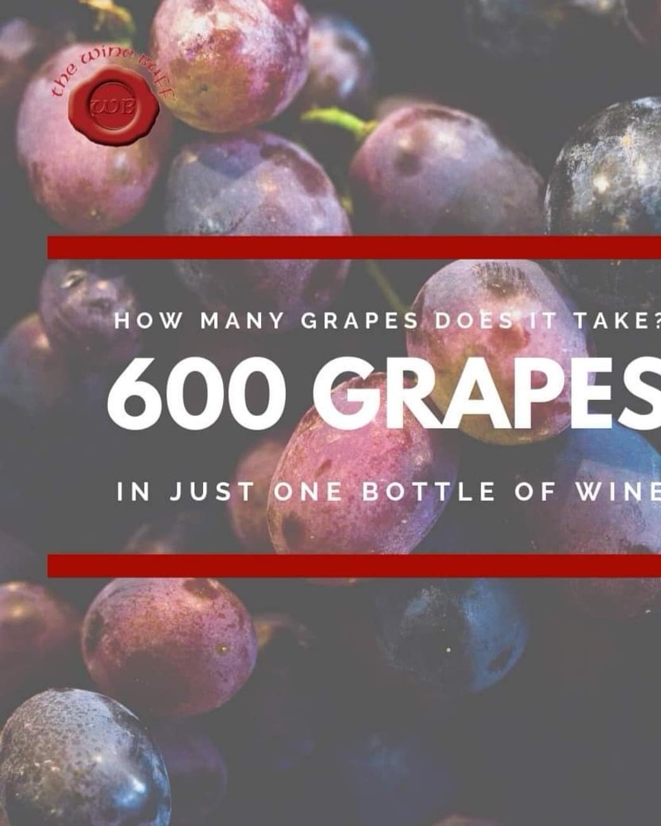 winebuffglasth's tweet photo. Did you know how many grapes is in one bottle of wine? https://t.co/zetWJT6h8E