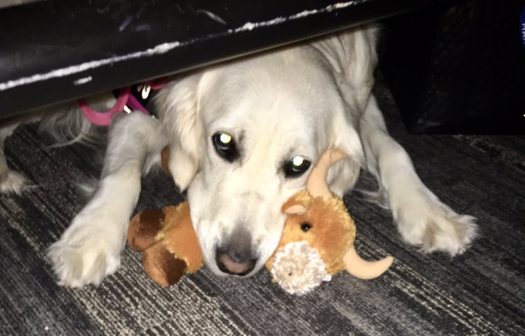 alisauva's tweet photo. #ASFPM2019 wraps up with the kickoff for next year in #FortWorth.  Sully says “Thanks @dschwalls “ https://t.co/UU8AdAYPNh