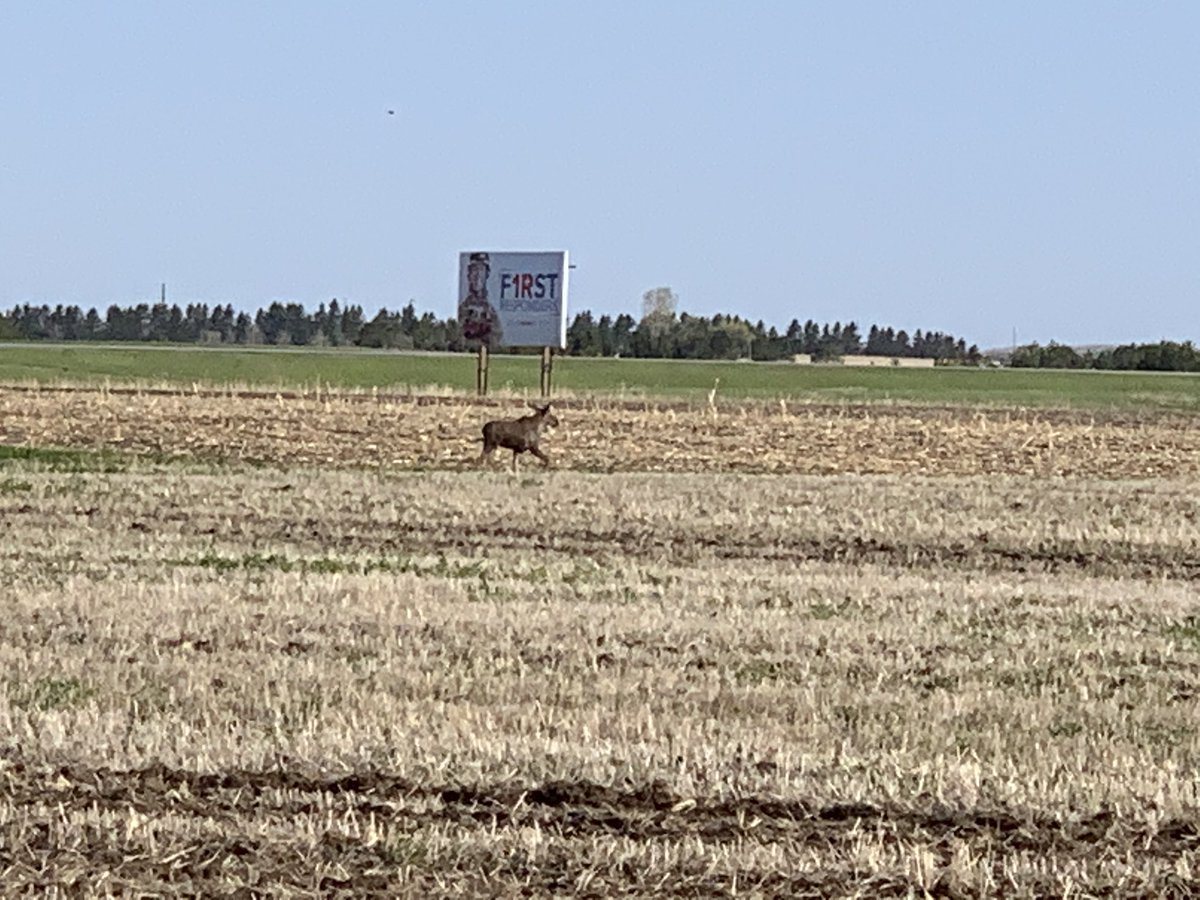 Samlincoln_ND's tweet photo. Plot planting near Minot today with some unexpected help from a local moose! https://t.co/08aMrvfsep