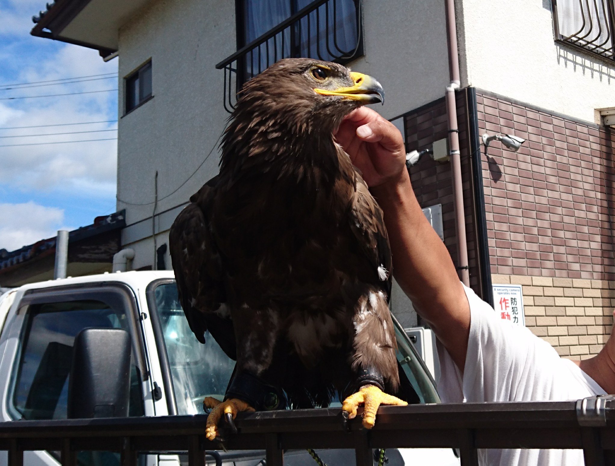 Kenny茨城 漢のロマン 猛禽の頂点のワシ 特定動物 お迎え決定いたしました 茨城のkennyは猛禽も特定です そこはブレません 猛禽 特定動物 Kenny茨城 ワシ 鷲 茨城県 高萩市 ソウゲンワシ T Co T3p8futb6e Twitter