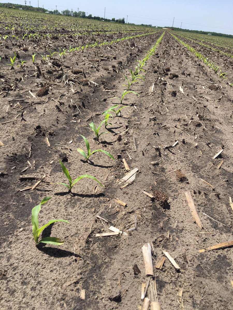 ba_genetics's tweet photo. B&amp;A Genetics 19-05 VT2P with Protect N Grow establishes a great stand in northern Indiana! https://t.co/72UFqDmxEj