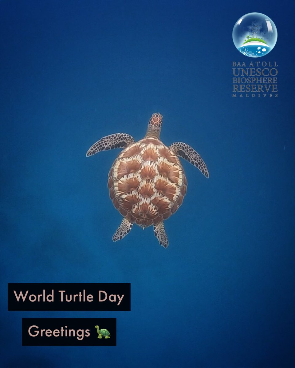 Slowly But Surely.Wewish you a great World Turtle Day 🐢 #worldturtleday #unescobiospherereserve #photography #turtles #turtleday #turtledaygreetings #oliveridely