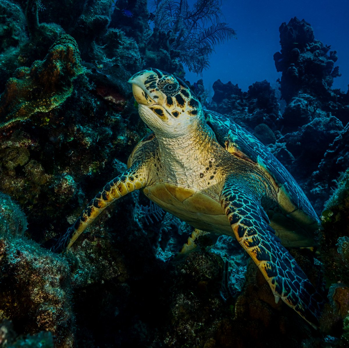 Sea_Legacy's tweet photo. Sea turtles spend most of their lives in the ocean, migrating between foraging grounds and nesting grounds, sometimes travelling thousands of miles. A mother sea turtle returns to the beaches in the area she was born to lay her eggs. #WorldTurtleDay 🐢 📸 : @cmittermeier https://t.co/gt5TQngJq1