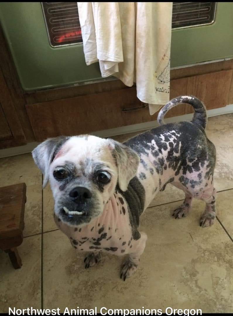 NWACOregon's tweet photo. Update on sweet little Oddie's journey.....https://t.co/g0sEDgEOwJ Thank you for your donations for his continued care.❤🐾
#pdx #SaveThemAll #AdoptDontShop #nwacoregon https://t.co/quyhufbMmO