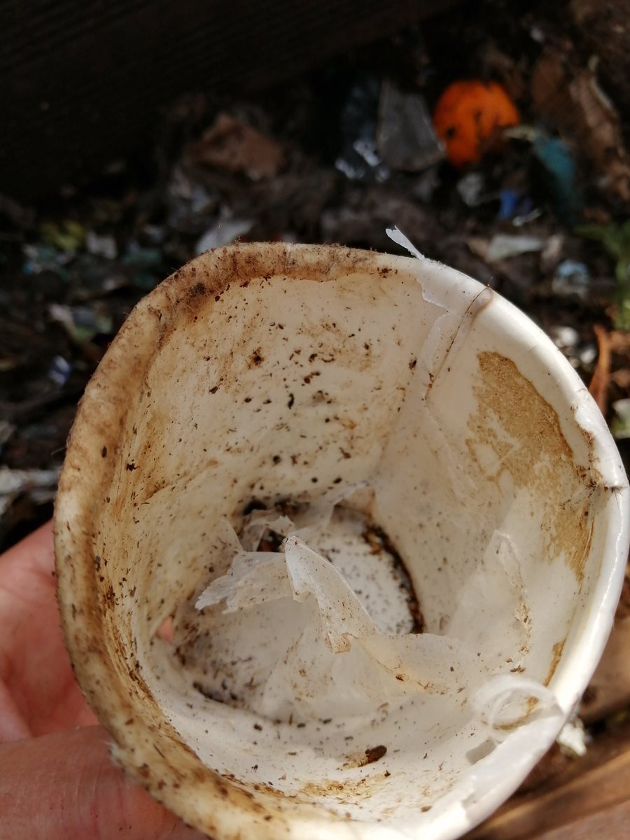 BriggsBughouses's tweet photo. These #edenware compostable cups from @GoPakUK are already starting to biodegrade after just a week in the compost bin! After 12 weeks there's no trace of the PLA lining or card outer. #wastenothing #reduce #reuse #recycle #carboncycle @zerowasteeurope #zerowaste @kaffeeculture https://t.co/T5uro3Pn14