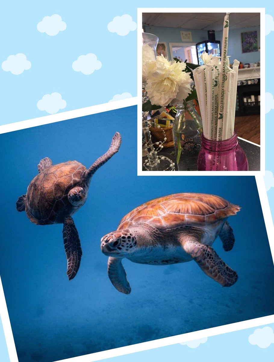 tpbinc's tweet photo. Happy World Turtle Day! #TurtleDay #environment https://t.co/q4FEjR4Vrg