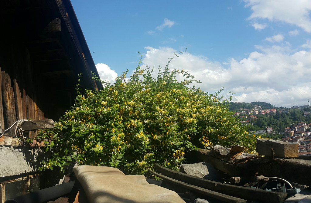 gezgin_dilek's tweet photo. Sevdiğiniz, güzel bulduğunuz kareyi fotoğraflayabiliyorsunuz. Hatta ses kaydı da alabiliyorsunuz. Lakin kokuyu nasıl saklayıp paylaşabileceğimiz sorusuna cevap yok. Keşke bu fotoğrafla birlikte kokularını da paylaşabilseydim. Hanımeli kokusu sardı evimin etrafını🤗#hanimeli https://t.co/cH6JSZ9GRF