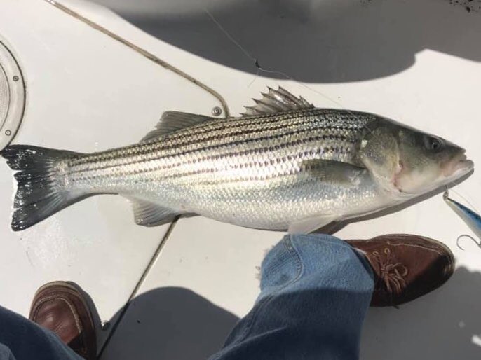 mike_fishman's tweet photo. What did you learn Mike about migratory patterns of saltwater fish?   Right, we’re not telling........  Eveyone swam away safely. #AGoodDayOfFishing https://t.co/W7MPOtCF47