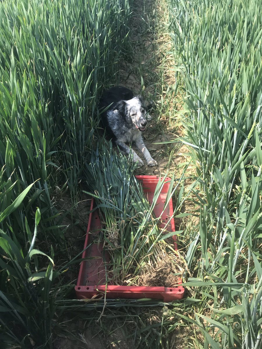 FarmFrinton's tweet image. Bit of shoot counting... even the dog is bored.