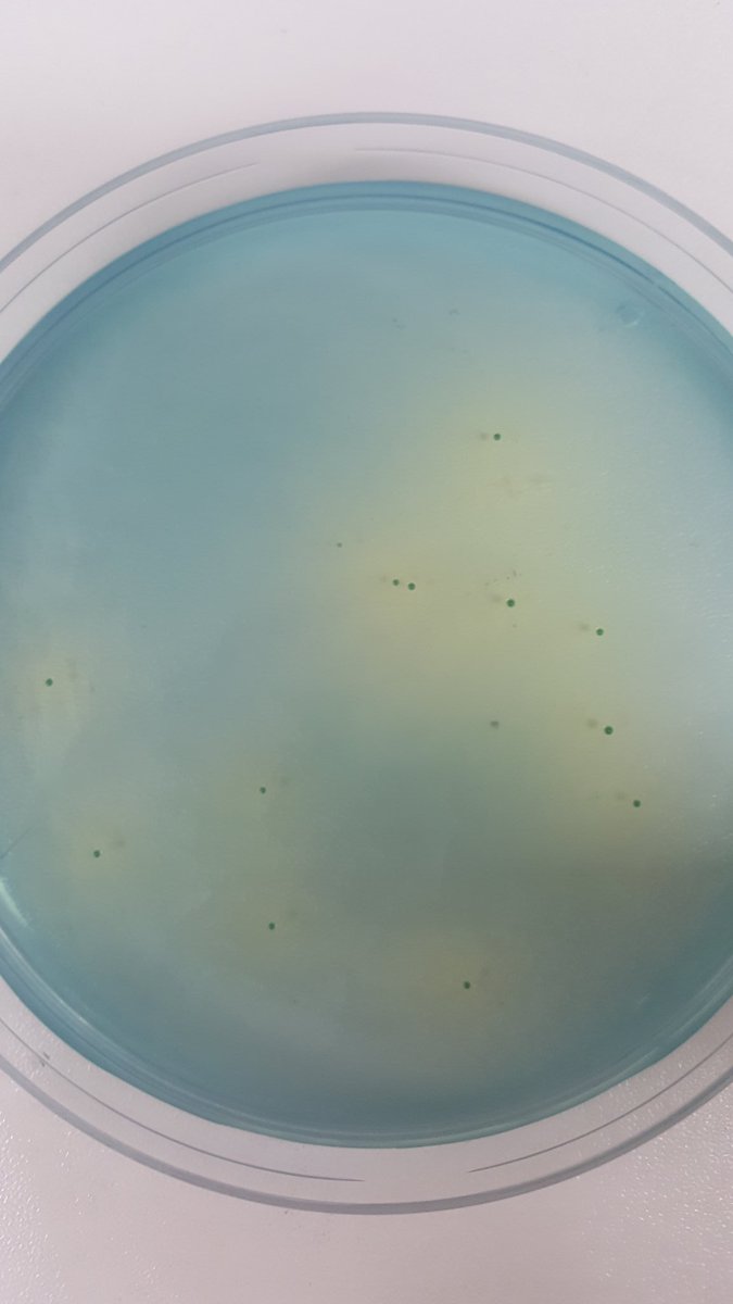 MPSMicro's tweet image. Tiny aliens can produce acid in your beer. Testing your process and improving hygiene where needed will make beer better.