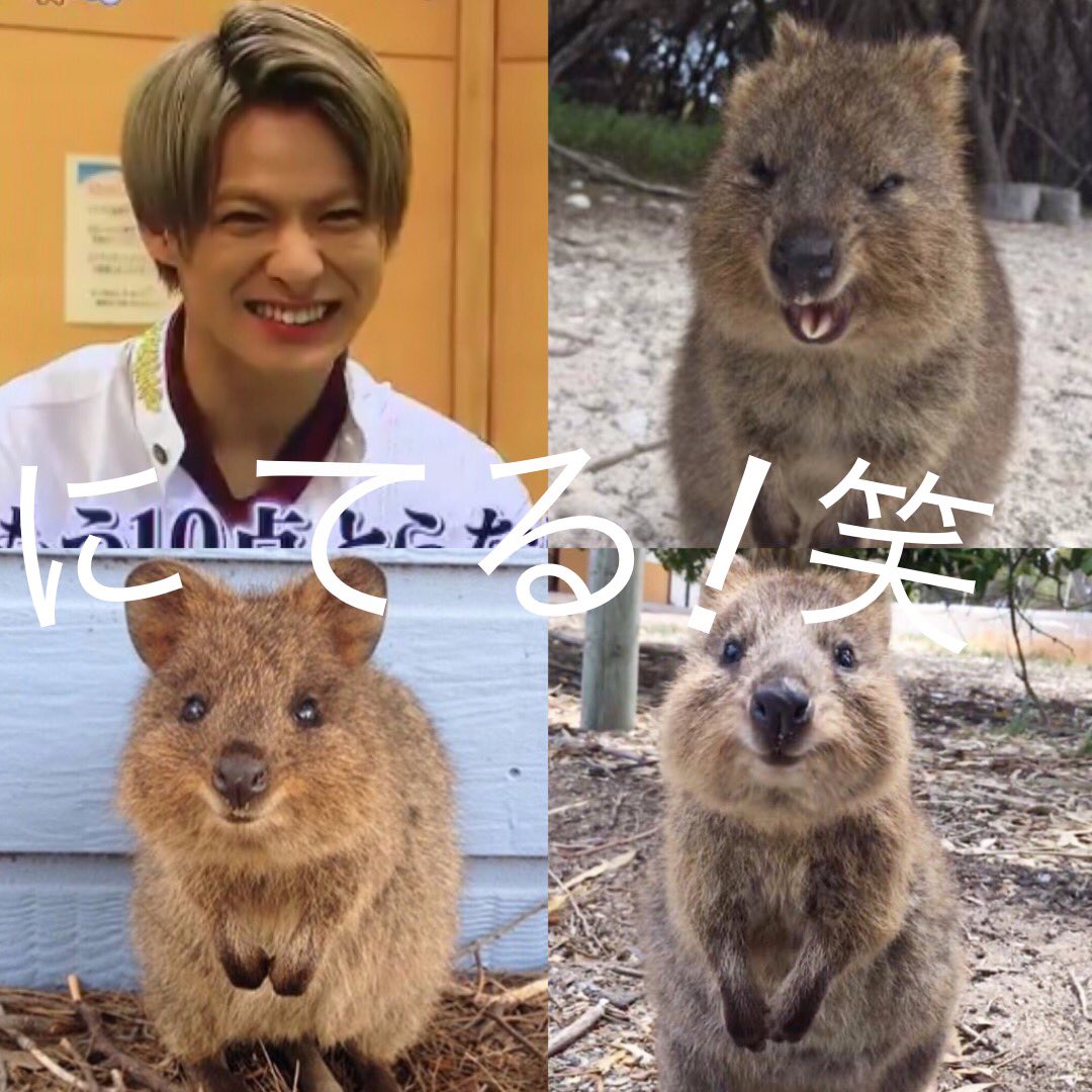 Lisa 紫耀くん 何かに似てると思ったらクウォッカだったw オーストラリアにすんでいる ピカチュウのモデルになった動物です笑 平野紫耀 永瀬廉 髙橋海人 岸優太 神宮寺勇太 岩橋玄樹 Kingandprince1stanniversary Kingandprinceデビュー1周年