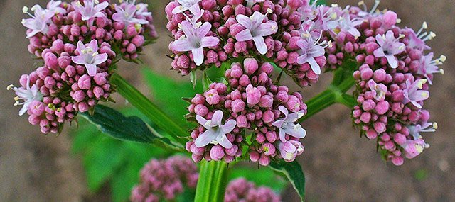 TopplanTes's tweet photo. La #valeriana está recomendada por la #EMA para el alivio de la tensión nerviosa. En el siguiente link podrás encontrar más información: https://t.co/pWOmwuxZQe https://t.co/8rJWwpbl46
