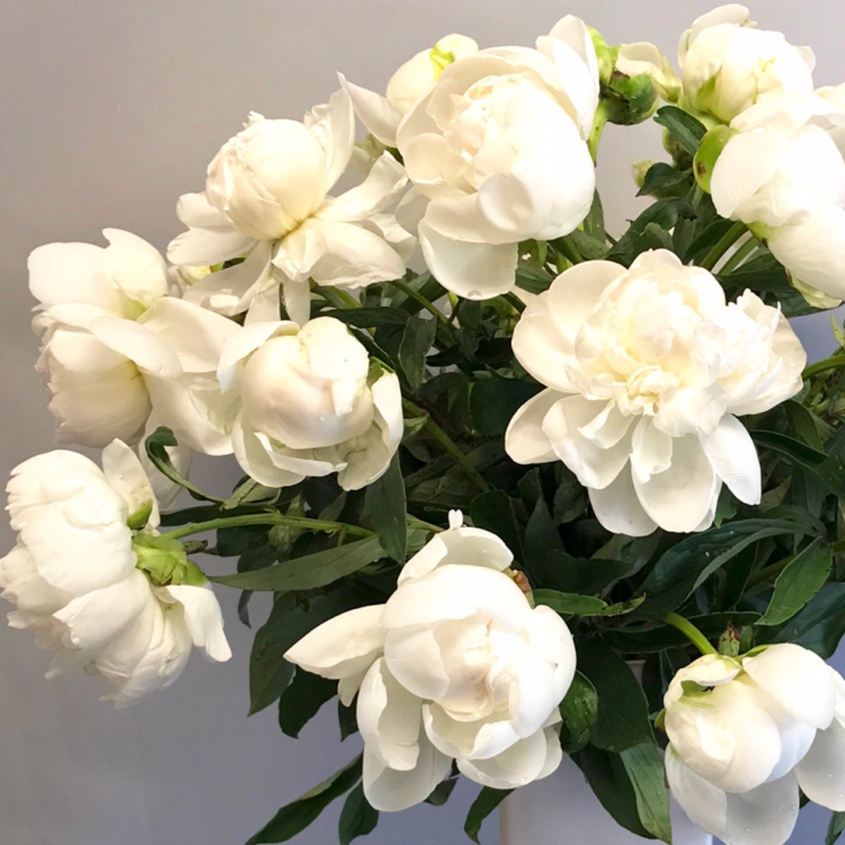 April showers brought beautiful May #flowers @fleurdepascalny so delighted to see these gorgeous white #fragrant #peonies around #fleurdepascalny #nycflorist #floralarrangement #pure #beauty