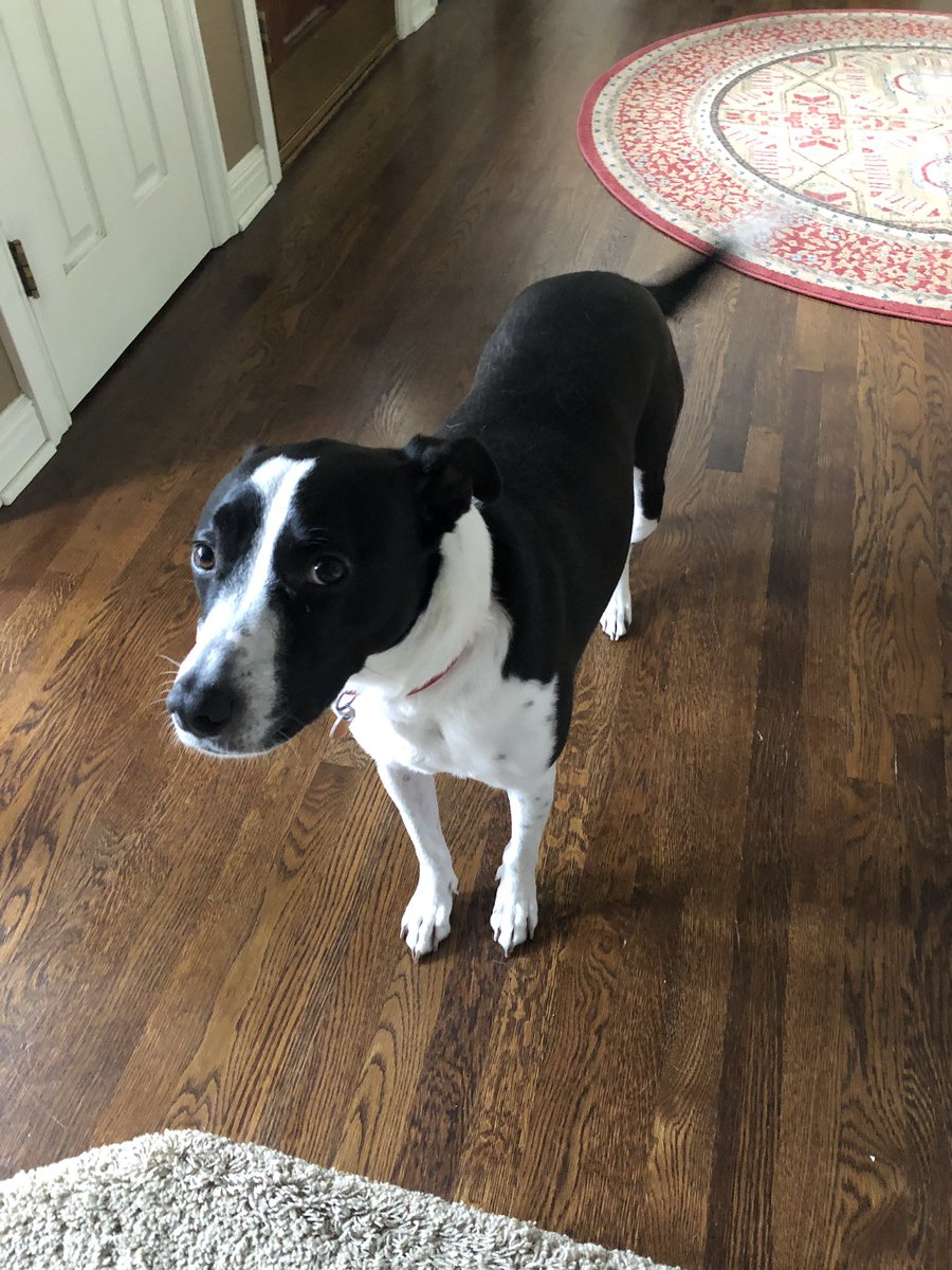 jack_shaw6's tweet photo. Every morning my dog waits at the bottom of the stairs for me to get up😂 https://t.co/Cwxw9GZpYI