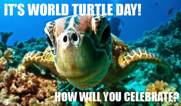 WildPlush's tweet photo. Happy World Turtle Day! https://t.co/sK39EpPzsk