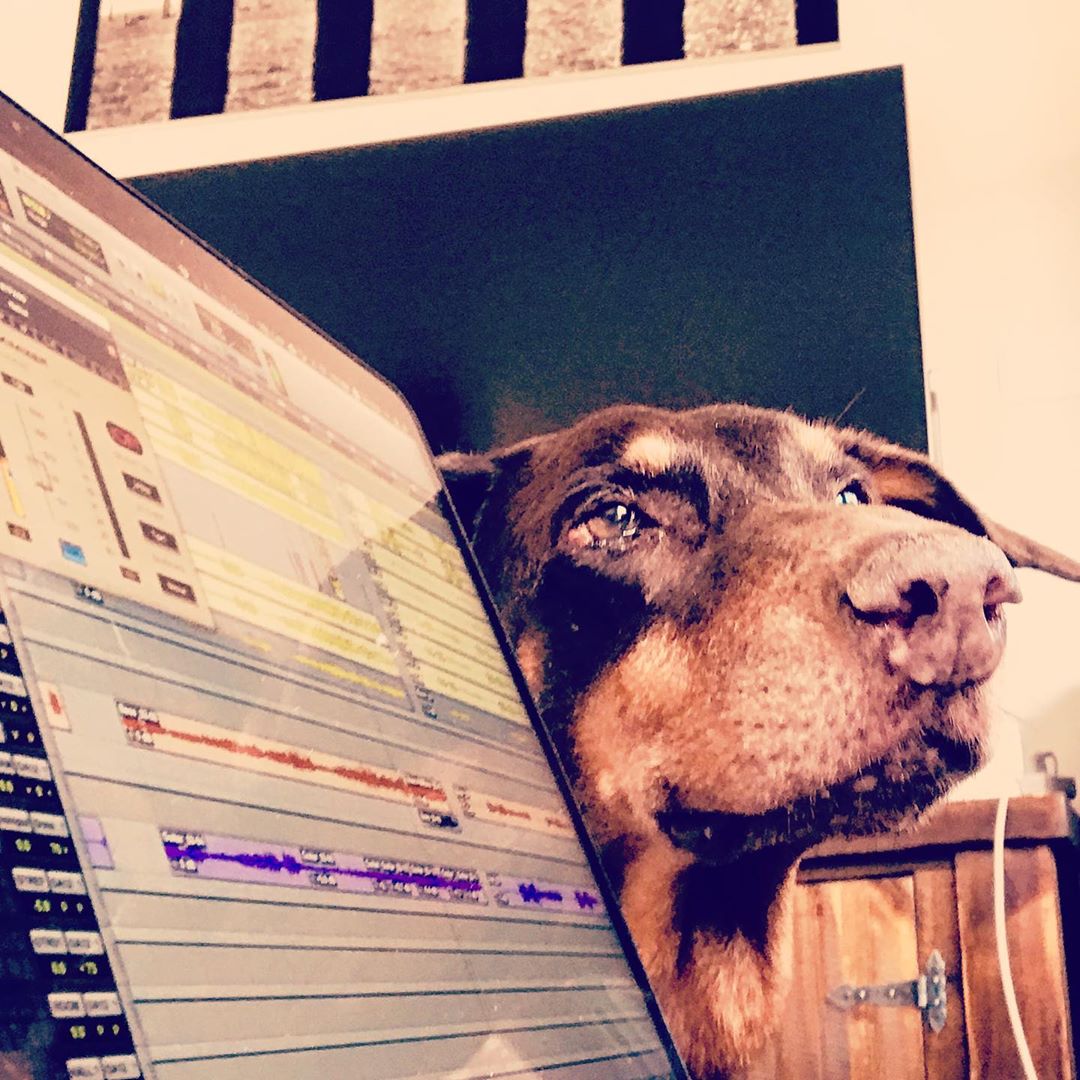 Avid's tweet photo. Meet the #DogsOfAvid 🐶 Share a photo of your canine friend, keeping you company while cutting in @mediacomposer, mixing on @avidprotools, or composing in @avidsibelius

#videoediting #avid #mediacomposer #mixing #recording #protools #musicnotation #composing #arranging #sibelius https://t.co/0g0HOdtfCx