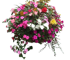 AbercornGC's tweet photo. Time to plant your own hanging baskets and tubs - many beautiful plants in store - follow our easy tips - https://t.co/vwPj5GfmVR @essextalk @chelmsfordlover @NetworkingEssex @DailyESSEX #essex #Chelmsford #essexhour #brentwood @Ingatestone_UK @shoutessex https://t.co/bi2gawFdrQ