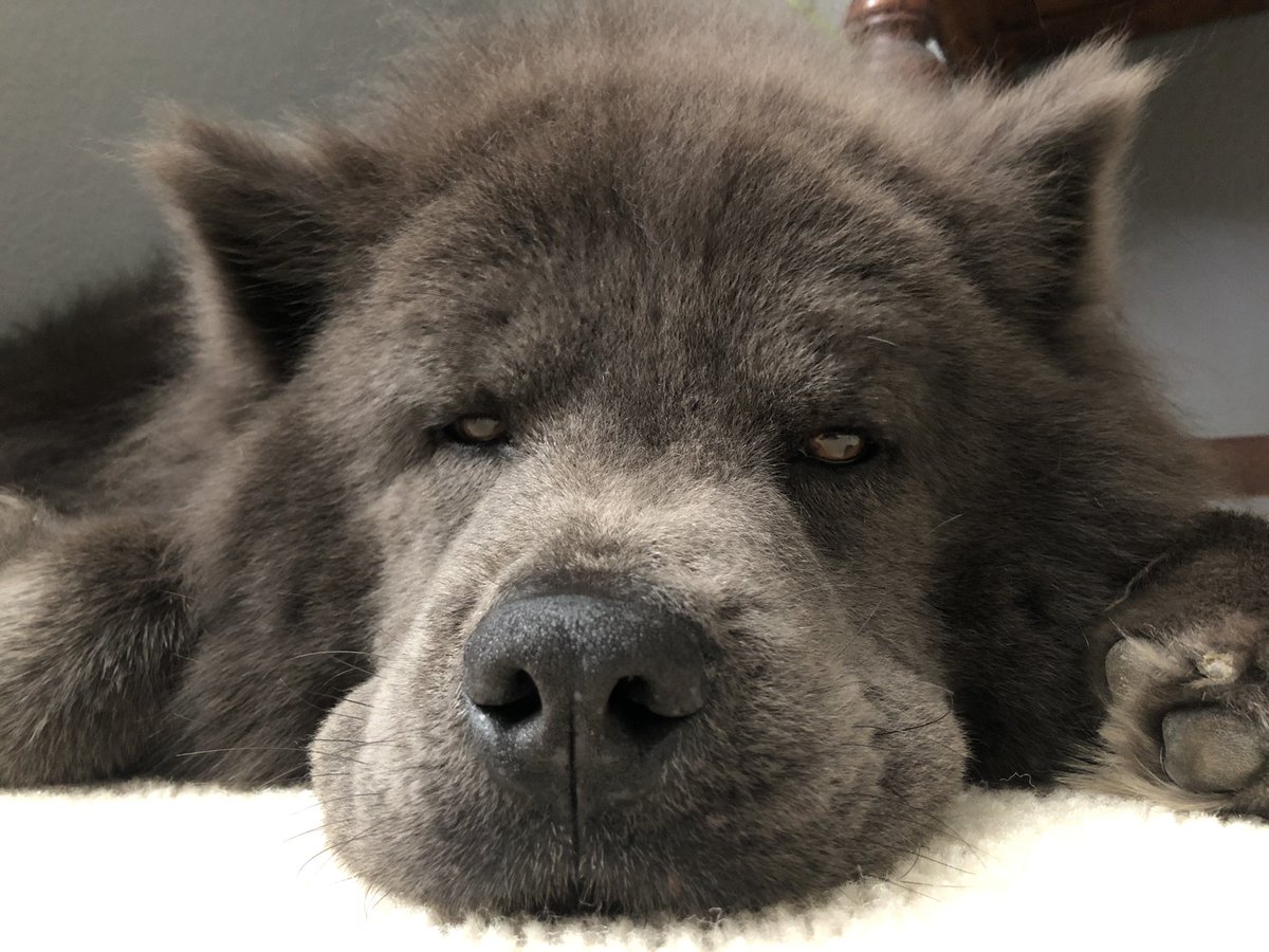 _carrienet_'s tweet image. Back from our walk. Now... we nap until the mailman! 😴 💤 #puppylove #DogsofTwittter #bluechow