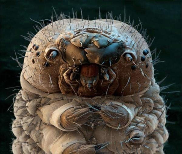 loyalwarrior111's tweet photo. Close-up of one of the microscopic insects that live on your face.
 
#Nature 
#Amazing
 #CreationOfAllah https://t.co/91qQ3i2amD
