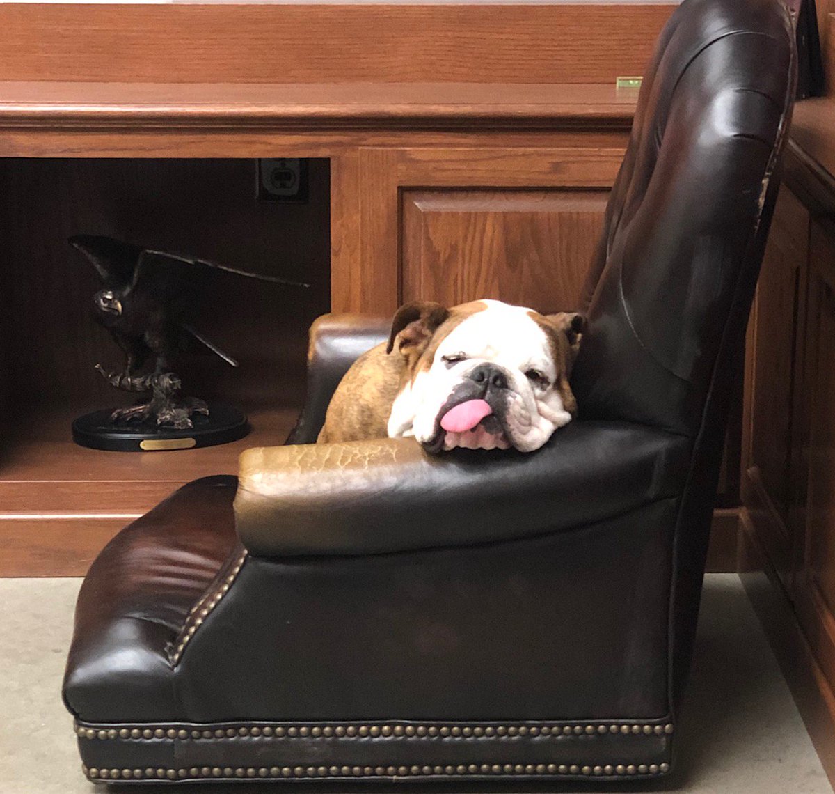 vikingpacking's tweet photo. Staying DG compliant and packaging is hard work...is it Friday yet?
#dangerousgoods
#vikingpacking
#dogsattheoffice https://t.co/RQbkkikvAa