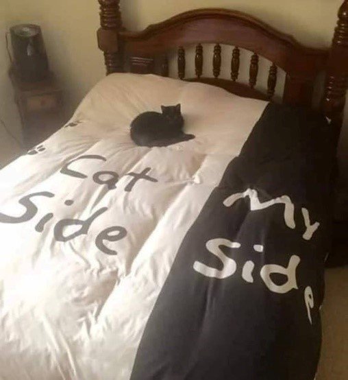Pretty much! PC <a href="/pinterest/">Pinterest</a> #cats #catsoftwitter