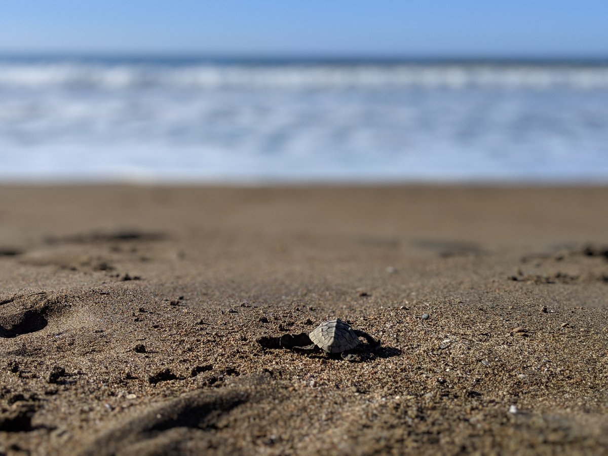 OceanoMonaco's tweet photo. JOURNÉE MONDIALE DES TORTUES
Malgré leur statut d'espèces protégées, les tortues marines sont menacées à tous les stades de leur vie. Mieux connaître une espèce, c’est mieux la protéger. @OceanoMonaco vous invite à découvrir leur grande aventure ! #WorldTurtleDay #MyOceanoTurtles https://t.co/UIaEtVHajl