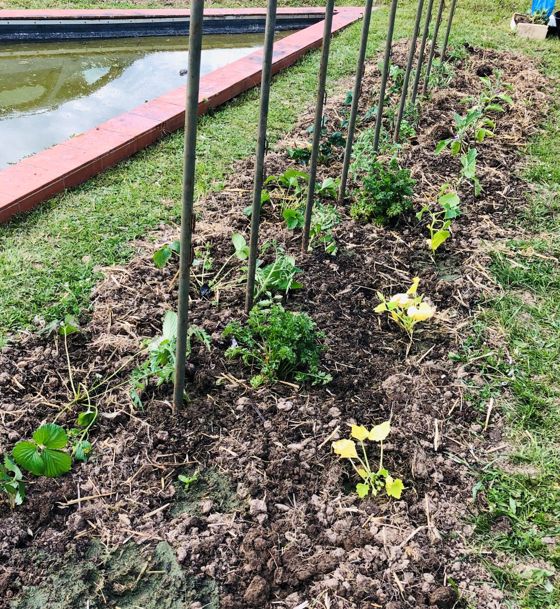 AgdeCom's tweet photo. [POTAGER AGDE] 👩‍🌾 Petits et grands se sont retroussés les manches pour faire sortir de terre ce nouveau potager. Bientôt dans nos assiettes.. Aubergines Tomates Concombres Artichauts Persil Fraises Framboises…
🍆🍅🥒🍓😋
#MadeInAgde #CestBonCestBio #Permaculture https://t.co/Dem65uR9uN